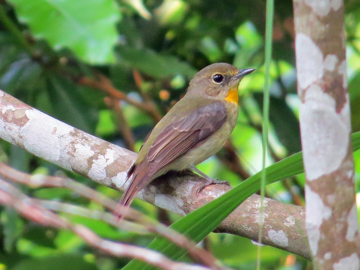 Ryukyu Flycatcher - Brian Daniels