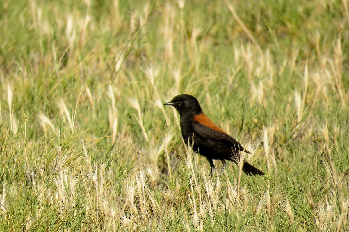 Patagoniensporntyrann - ML221880001