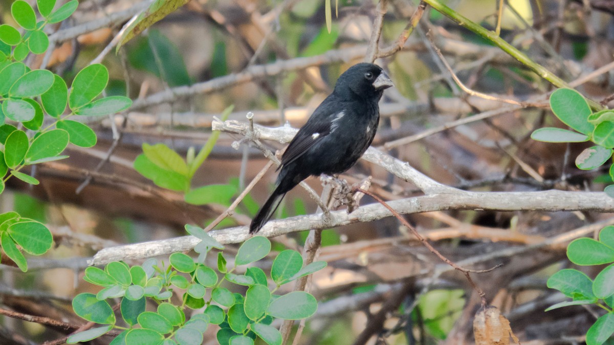 Thick-billed Seed-Finch - ML221880171