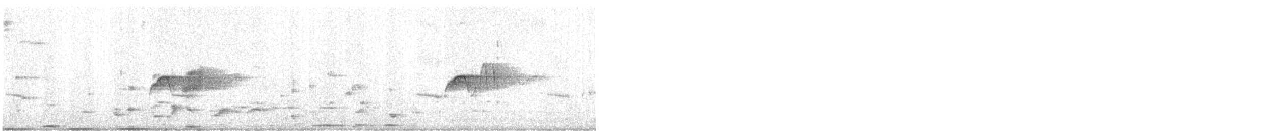 Светлобрюхий фиби - ML221882021