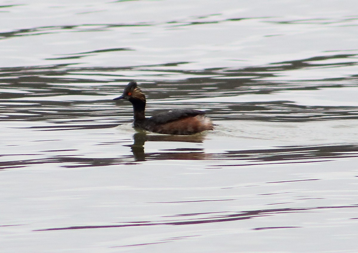 Eared Grebe - ML221882041