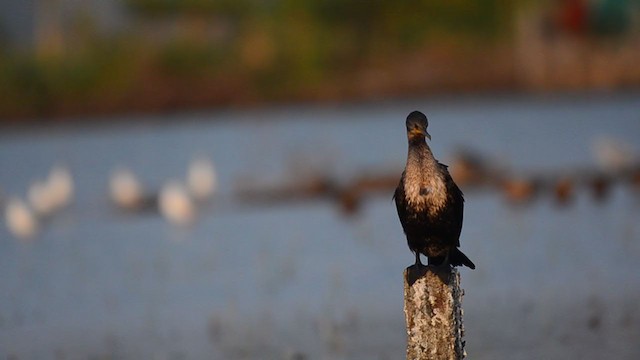 Indian Cormorant - ML221882061