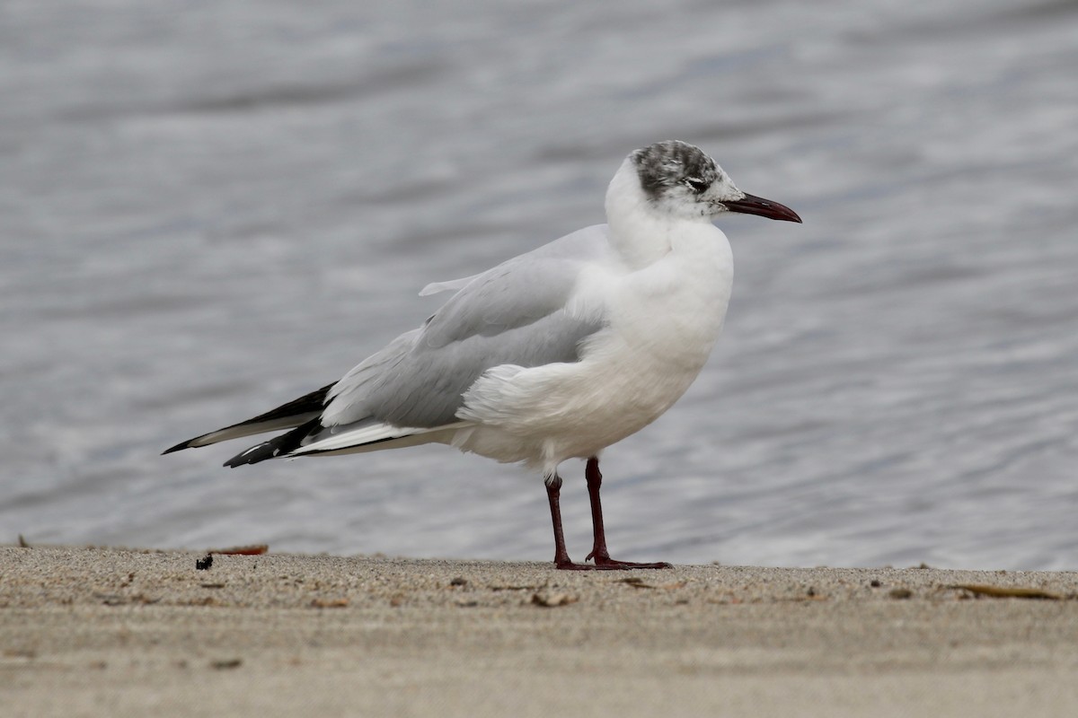 Black-headed Gull - Marc Better