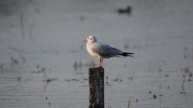 Brown-headed Gull - ML221883571