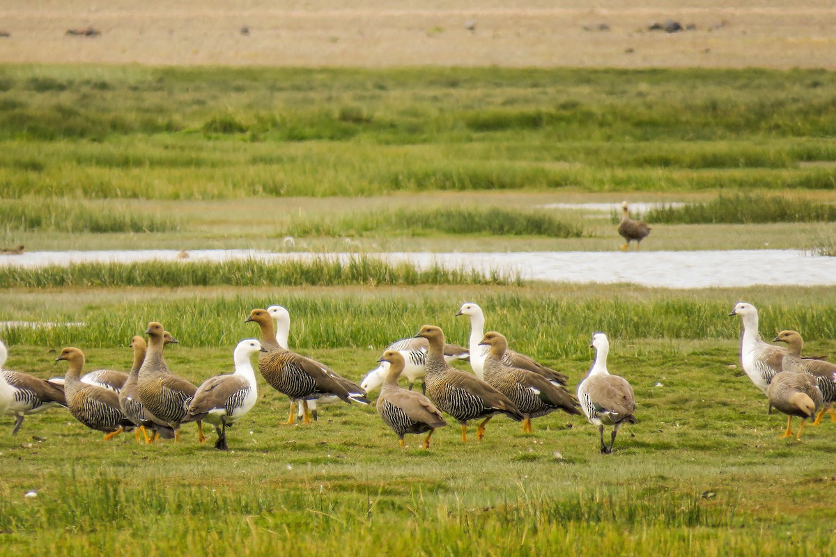 Upland Goose - ML221883641