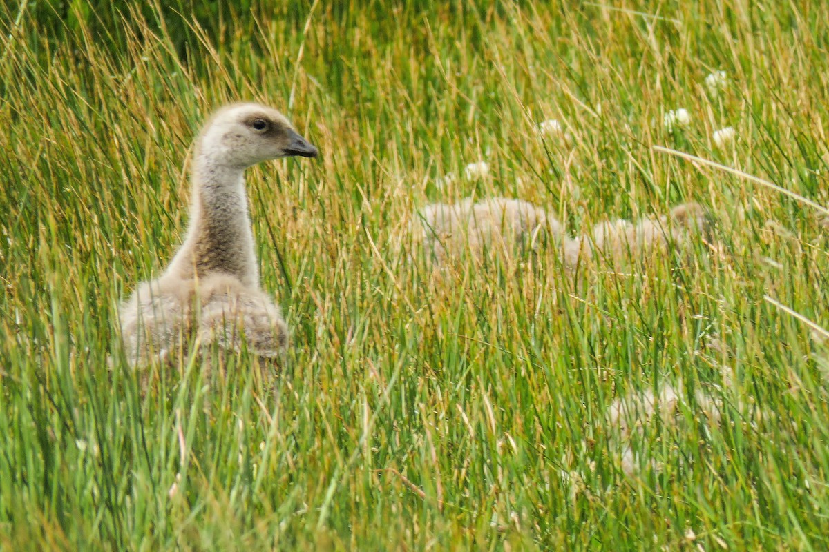 Upland Goose - ML221883651