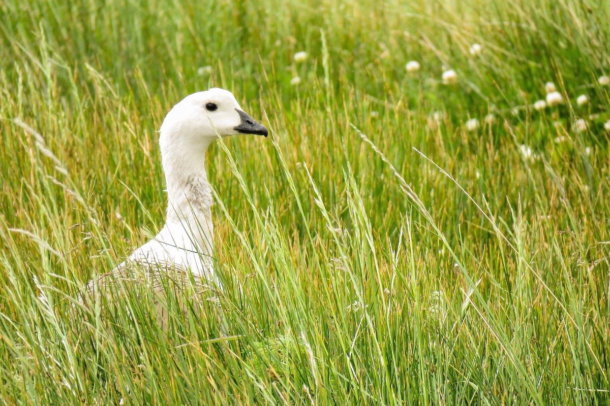 Upland Goose - ML221883671