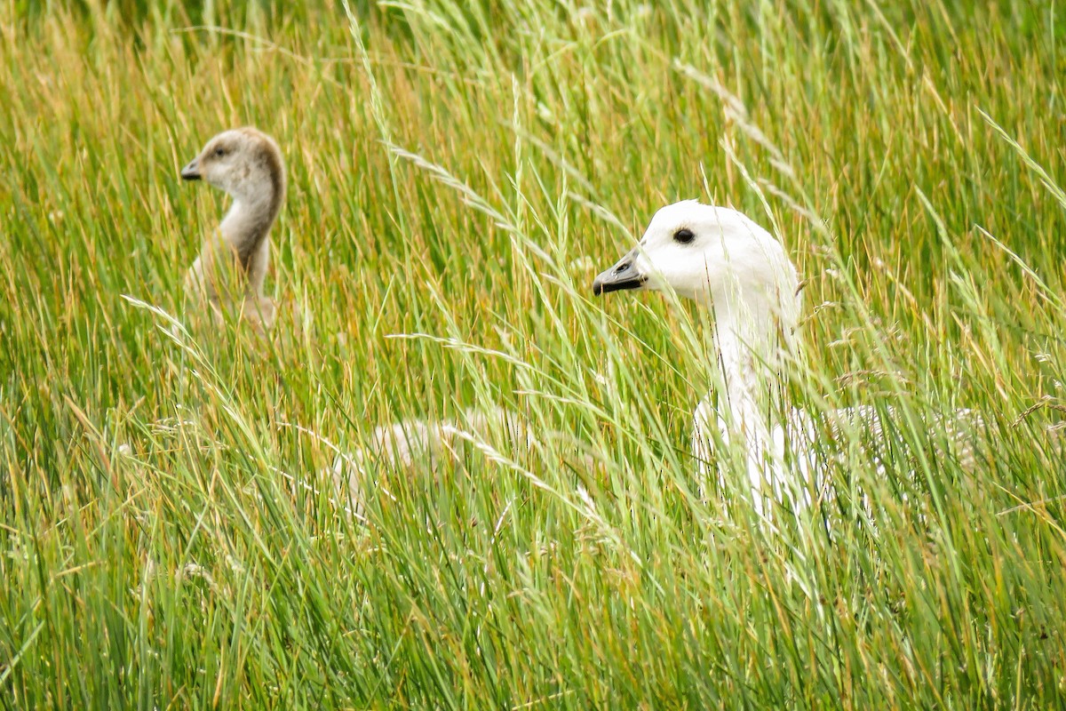 Upland Goose - ML221883681