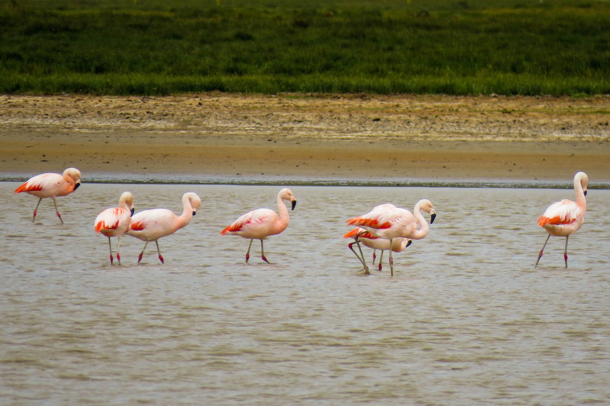Chilean Flamingo - Maria del Castillo