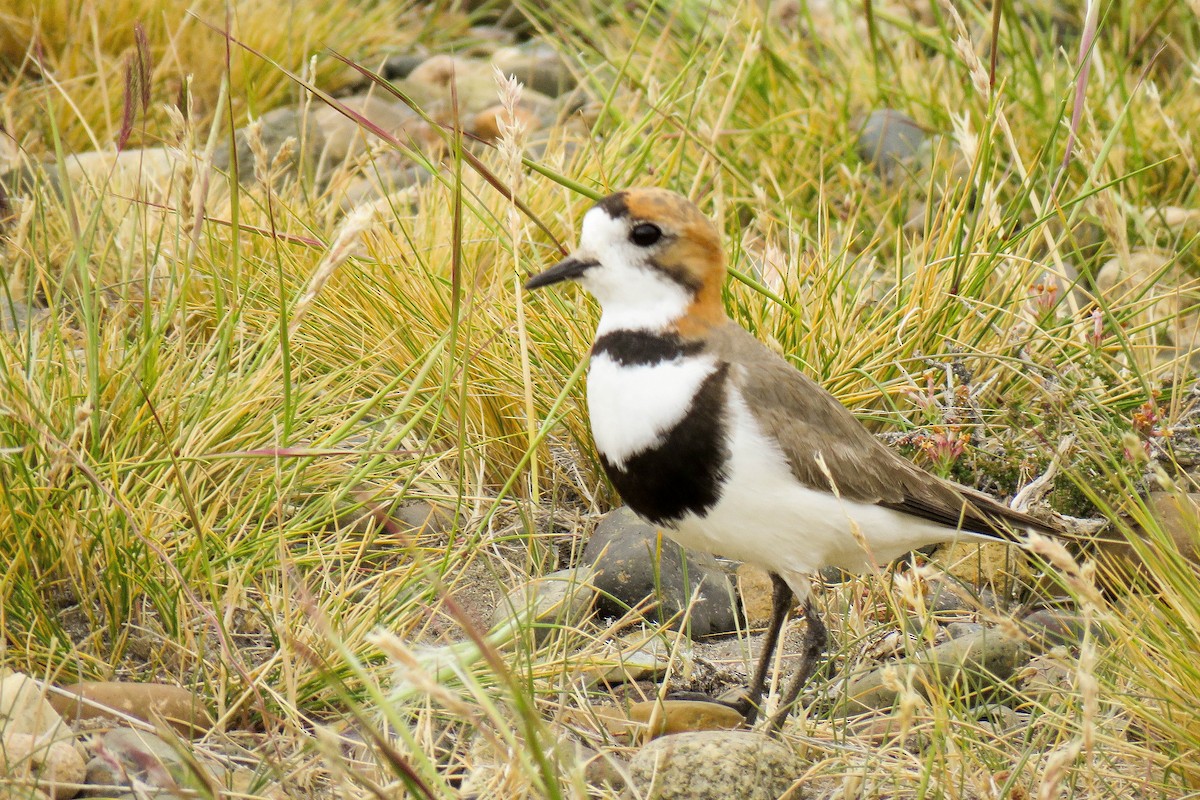 Two-banded Plover - ML221883721