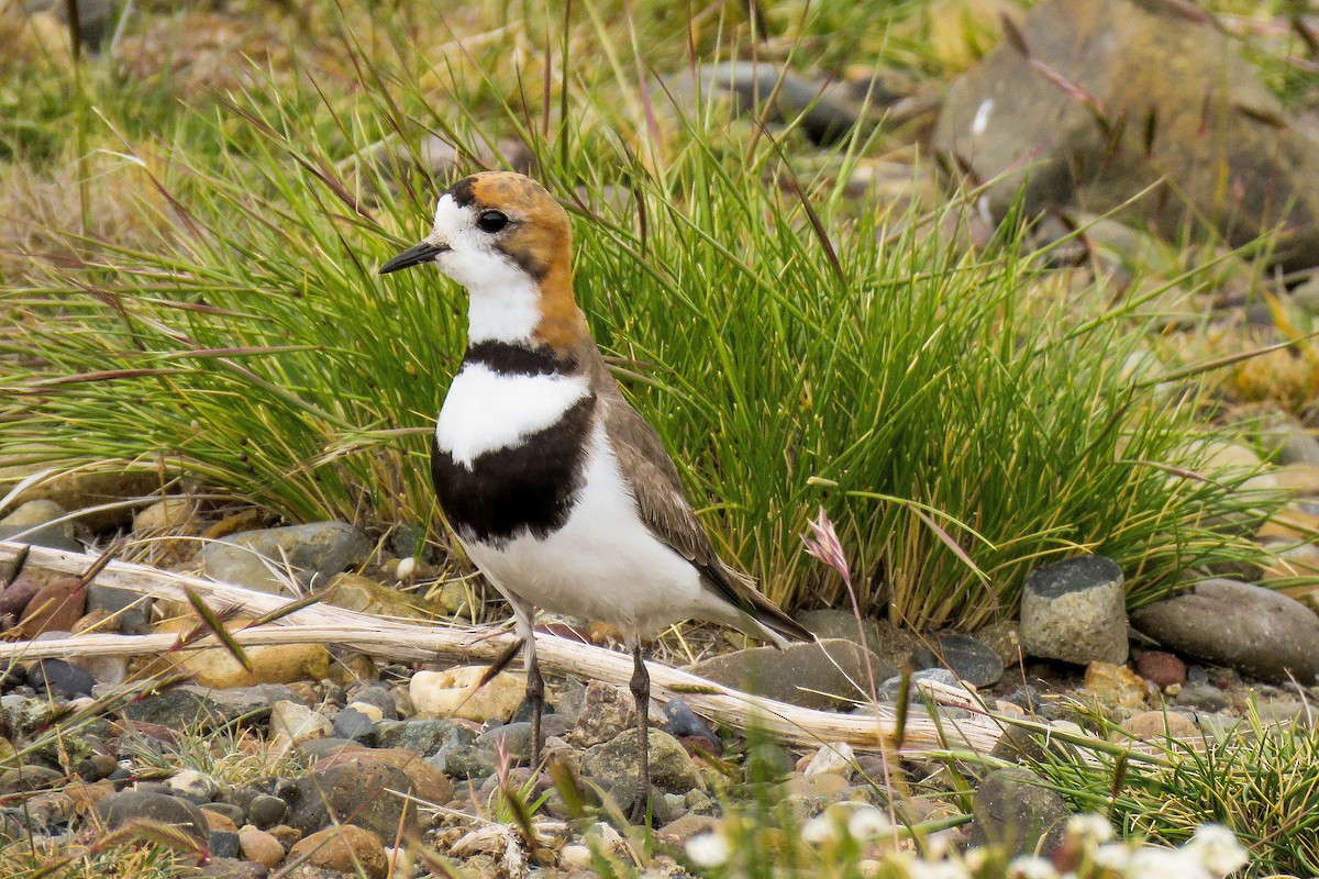 Two-banded Plover - ML221883741