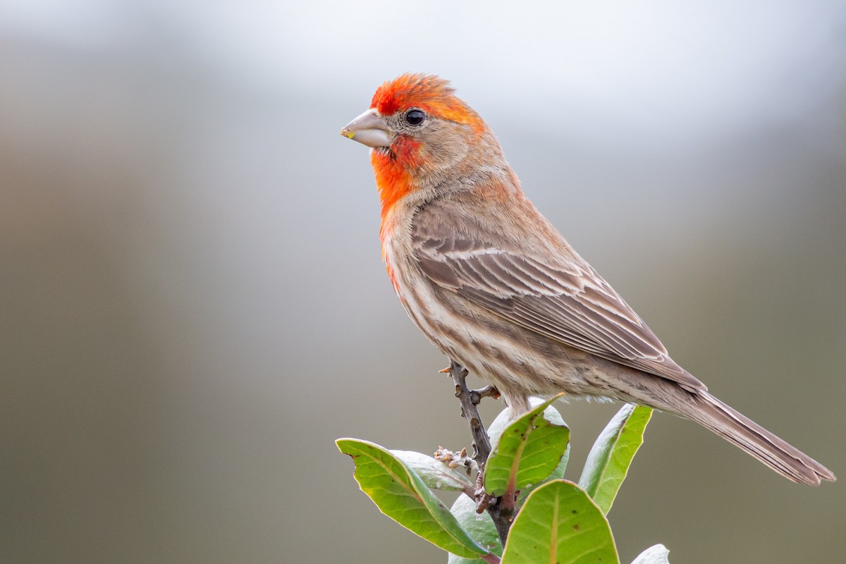 House Finch - ML221883761