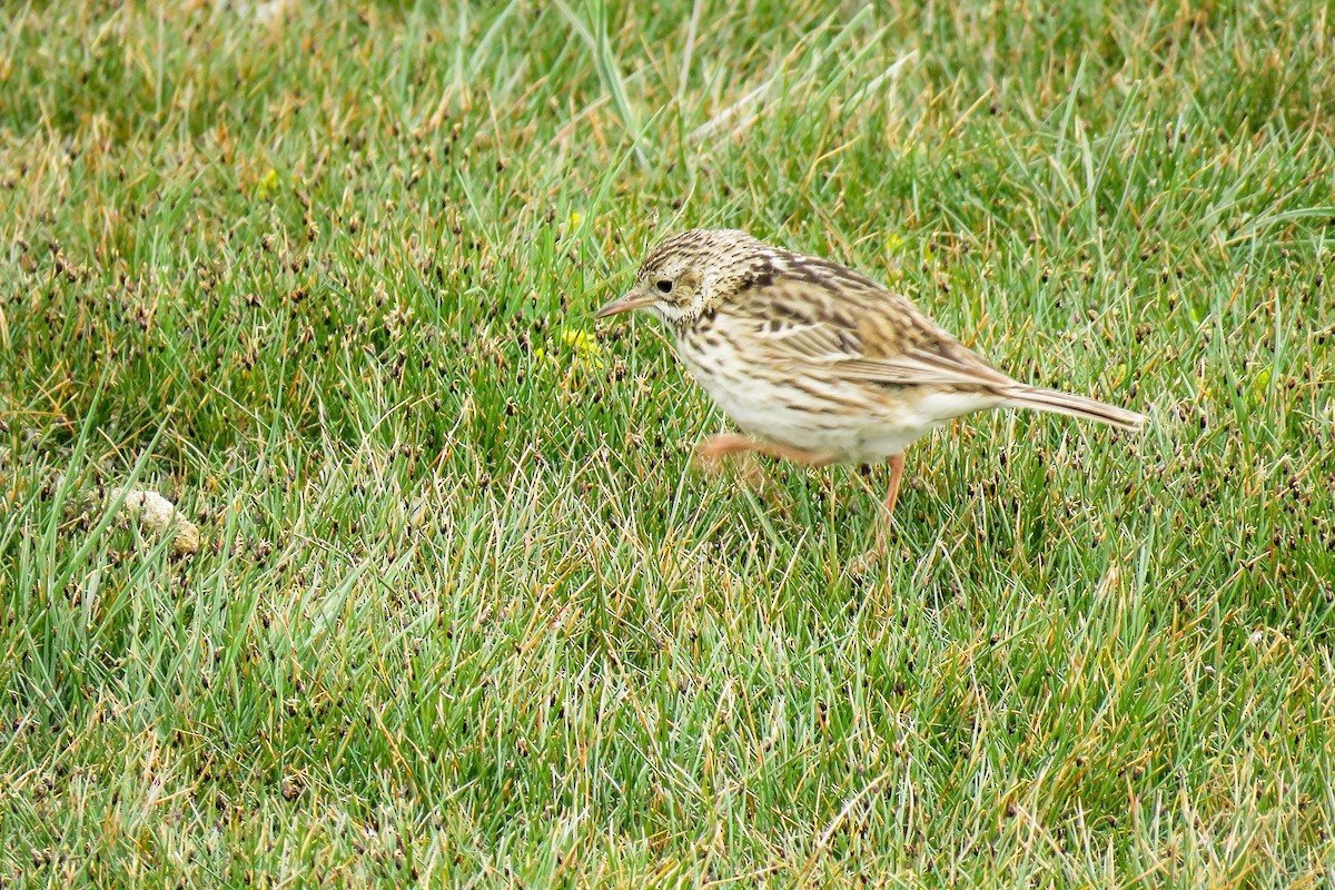 Hellmayr's Pipit - ML221883901