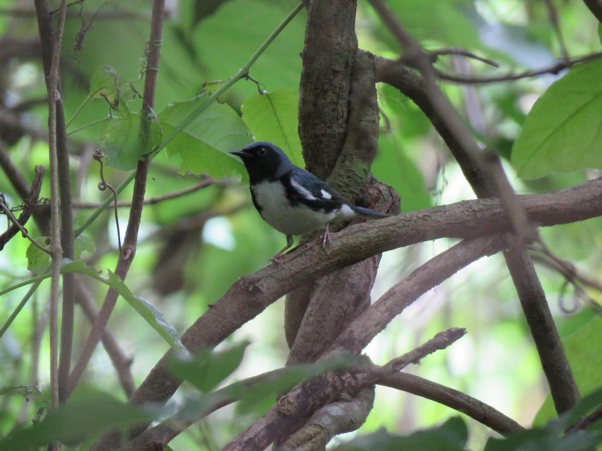 Black-throated Blue Warbler - ML221884061