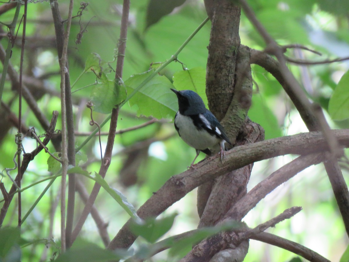 Black-throated Blue Warbler - ML221884081