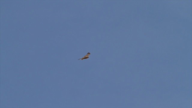 Red-tailed Hawk (calurus/alascensis) - ML221887191