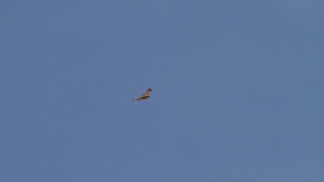 Red-tailed Hawk (calurus/alascensis) - ML221887191