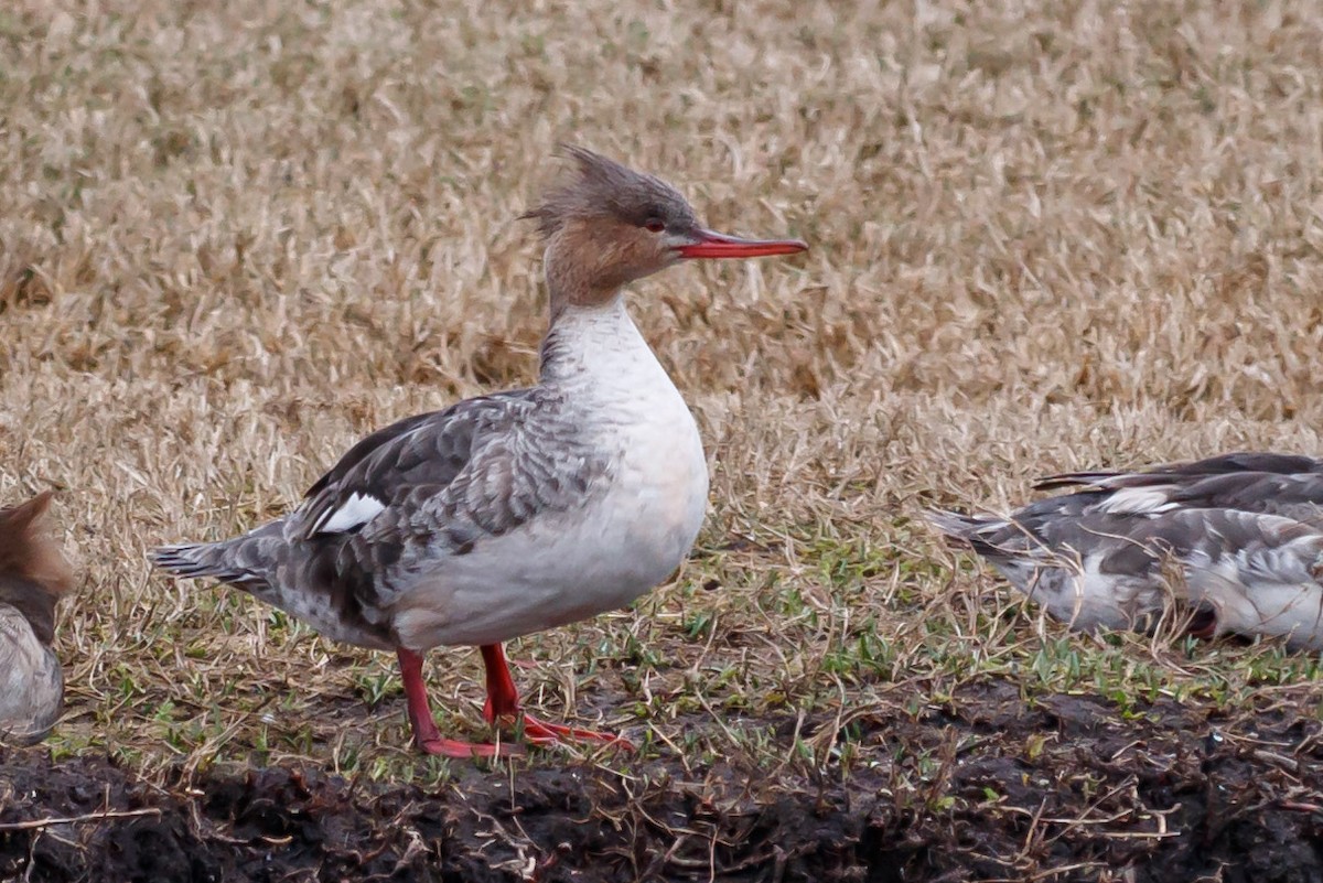 Red-breasted Merganser - ML221887431