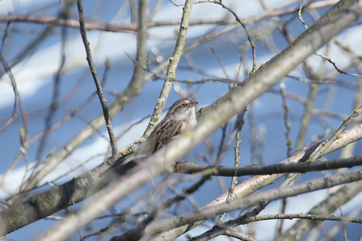 American Tree Sparrow - ML221889321