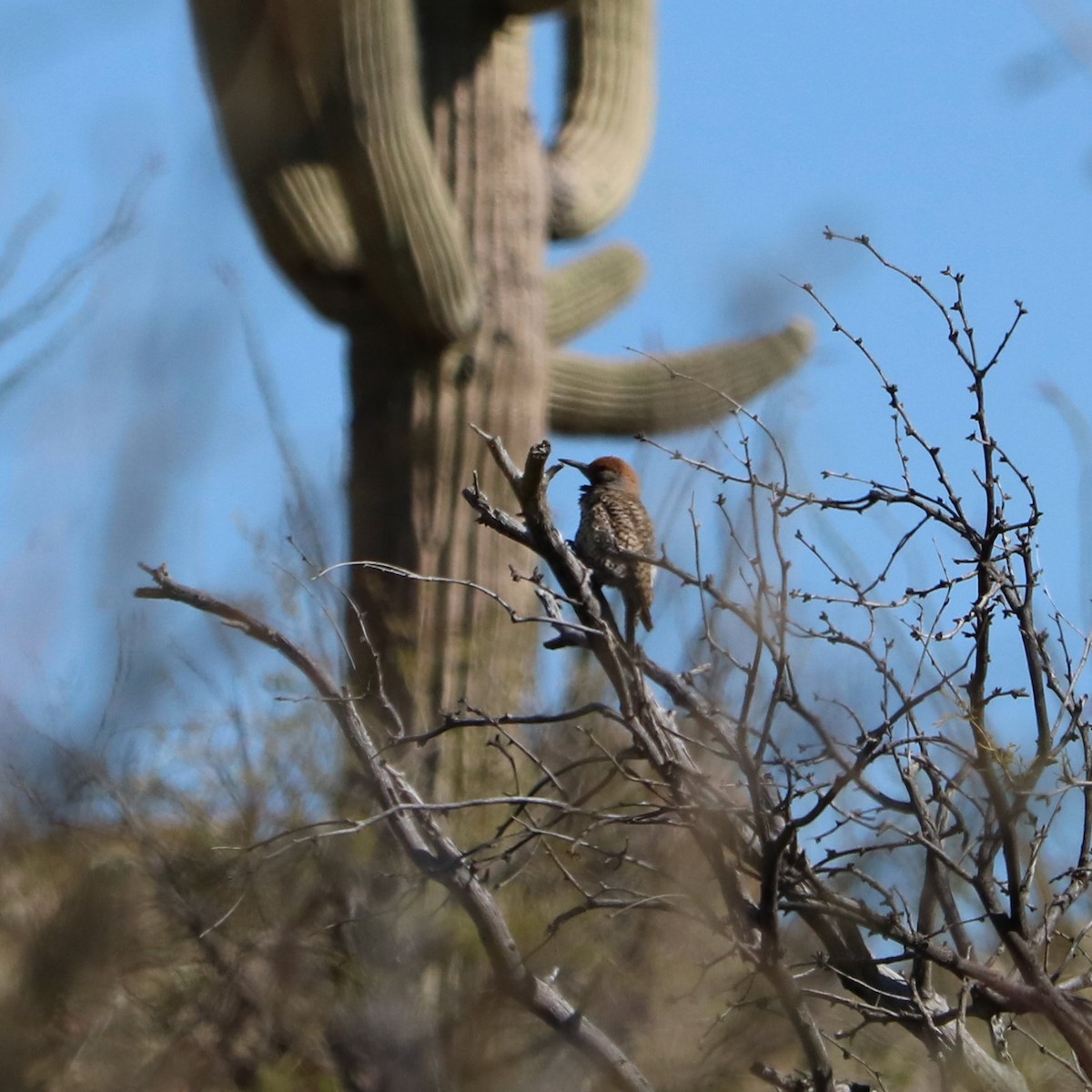 saguarospett - ML221889871