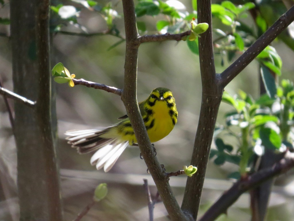 Prairie Warbler - ML221891381