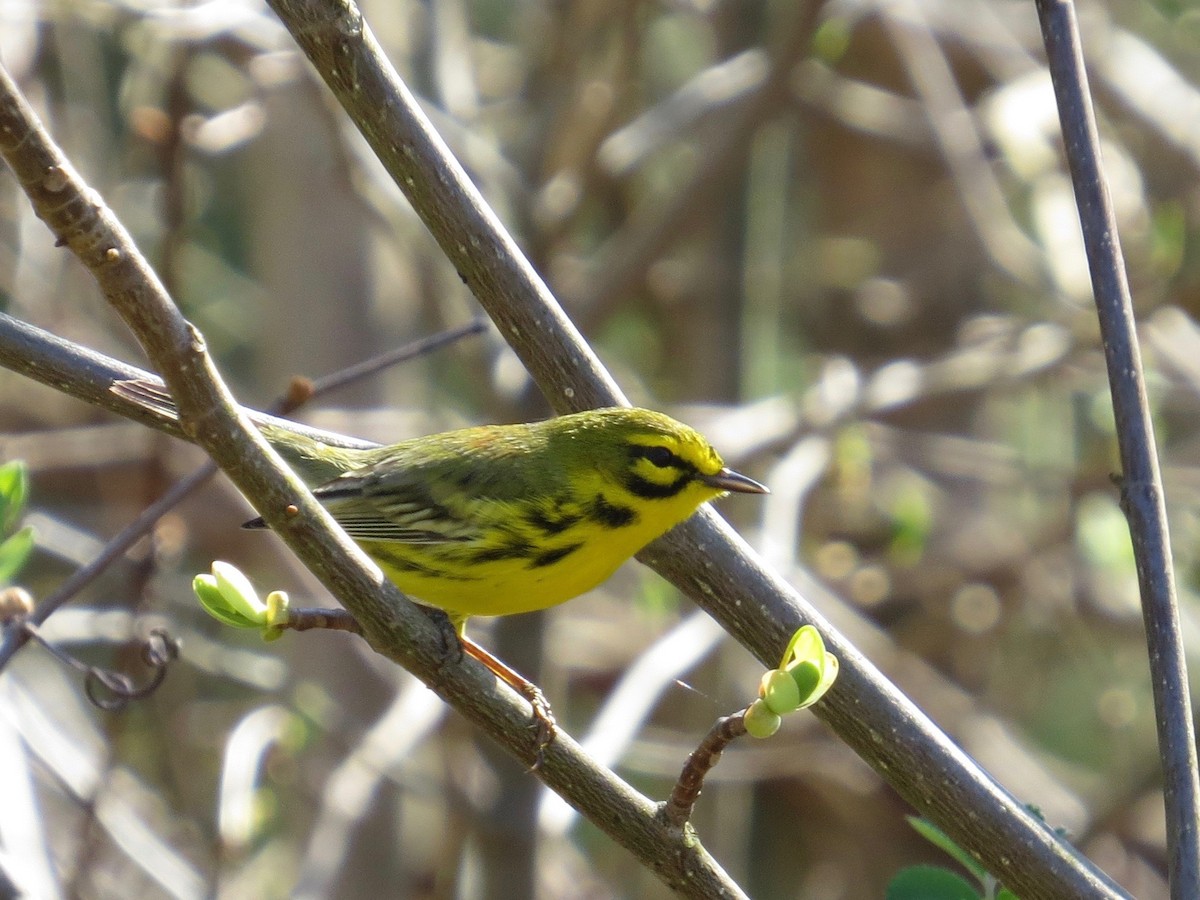 Prairie Warbler - Wyatt Flood