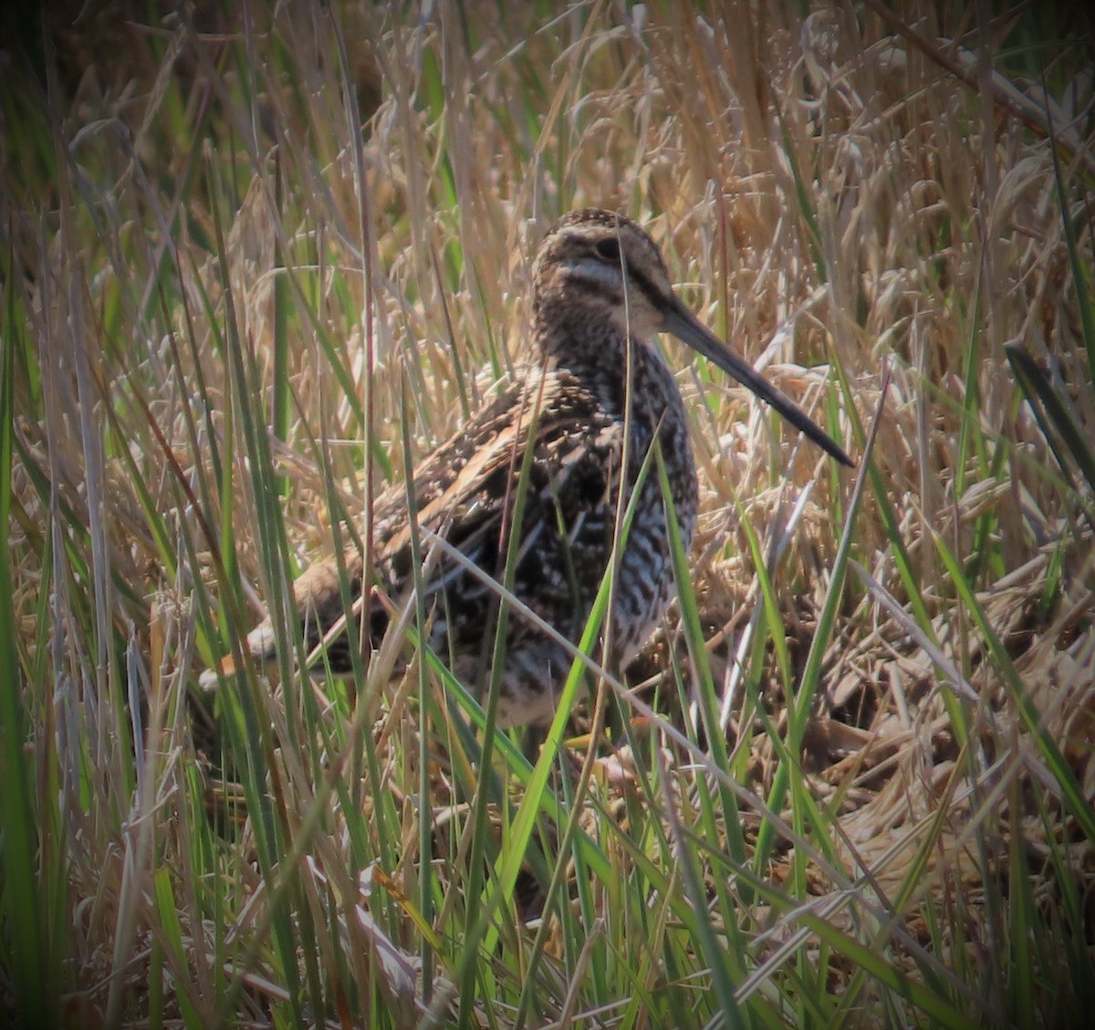 Wilson's Snipe - ML221893021