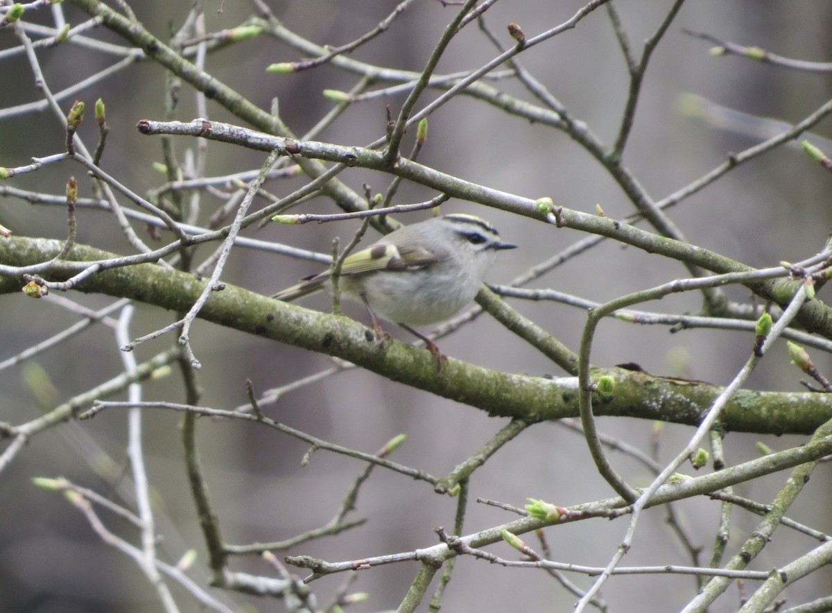 Golden-crowned Kinglet - ML221893581