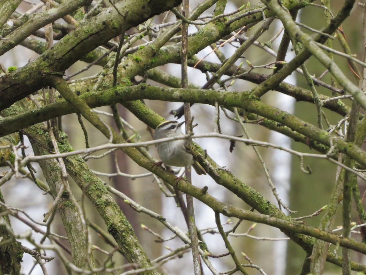 Golden-crowned Kinglet - ML221893681