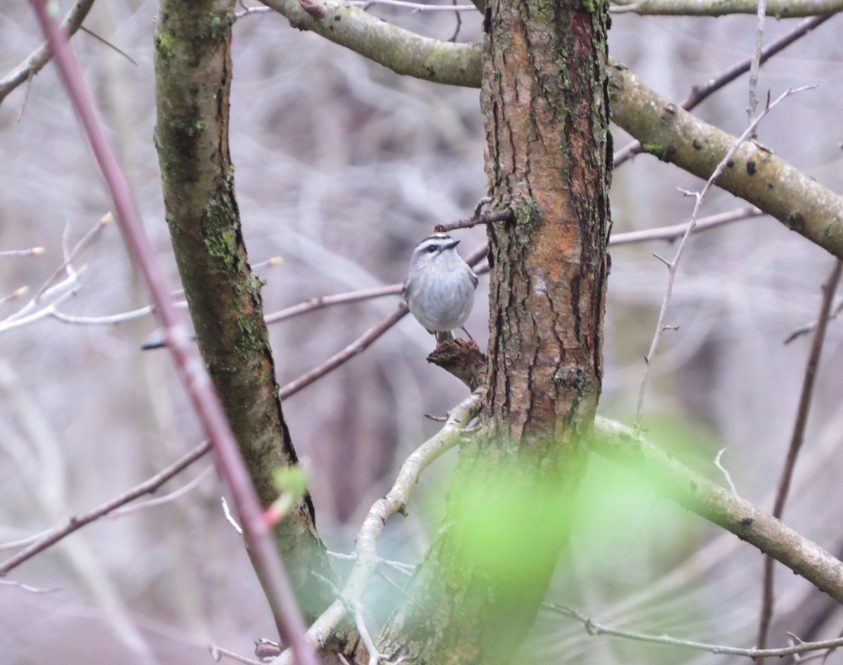 Golden-crowned Kinglet - ML221893731