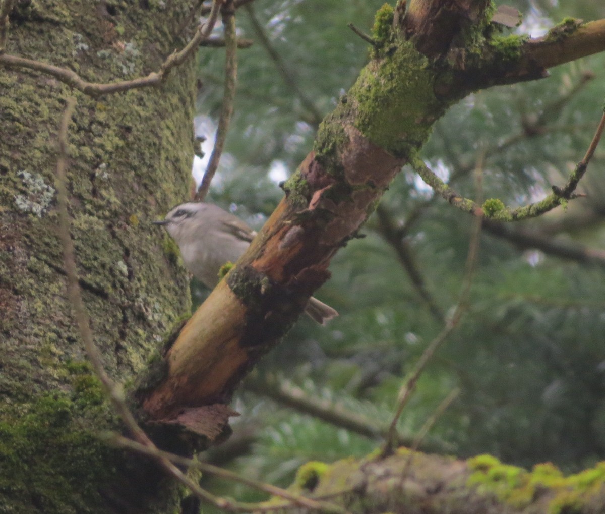 Golden-crowned Kinglet - ML221894071