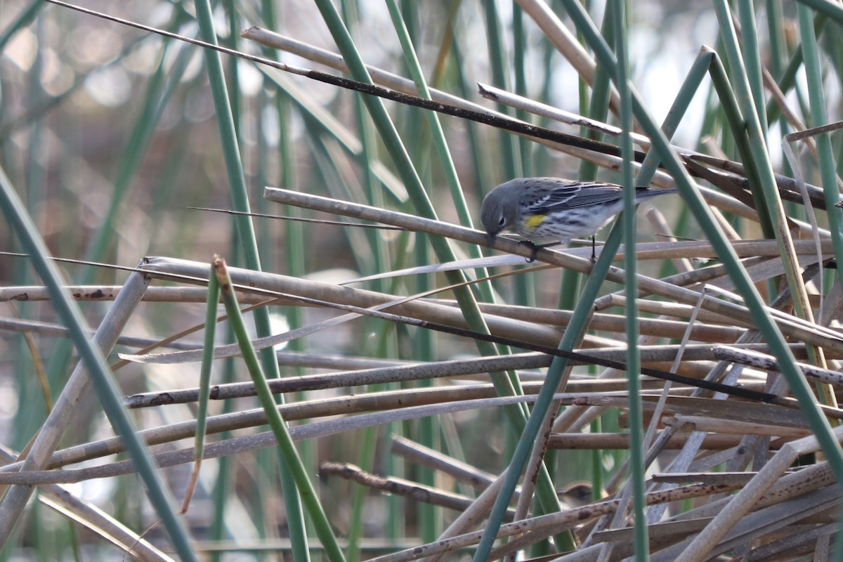 Yellow-rumped Warbler (Audubon's) - ML221894841