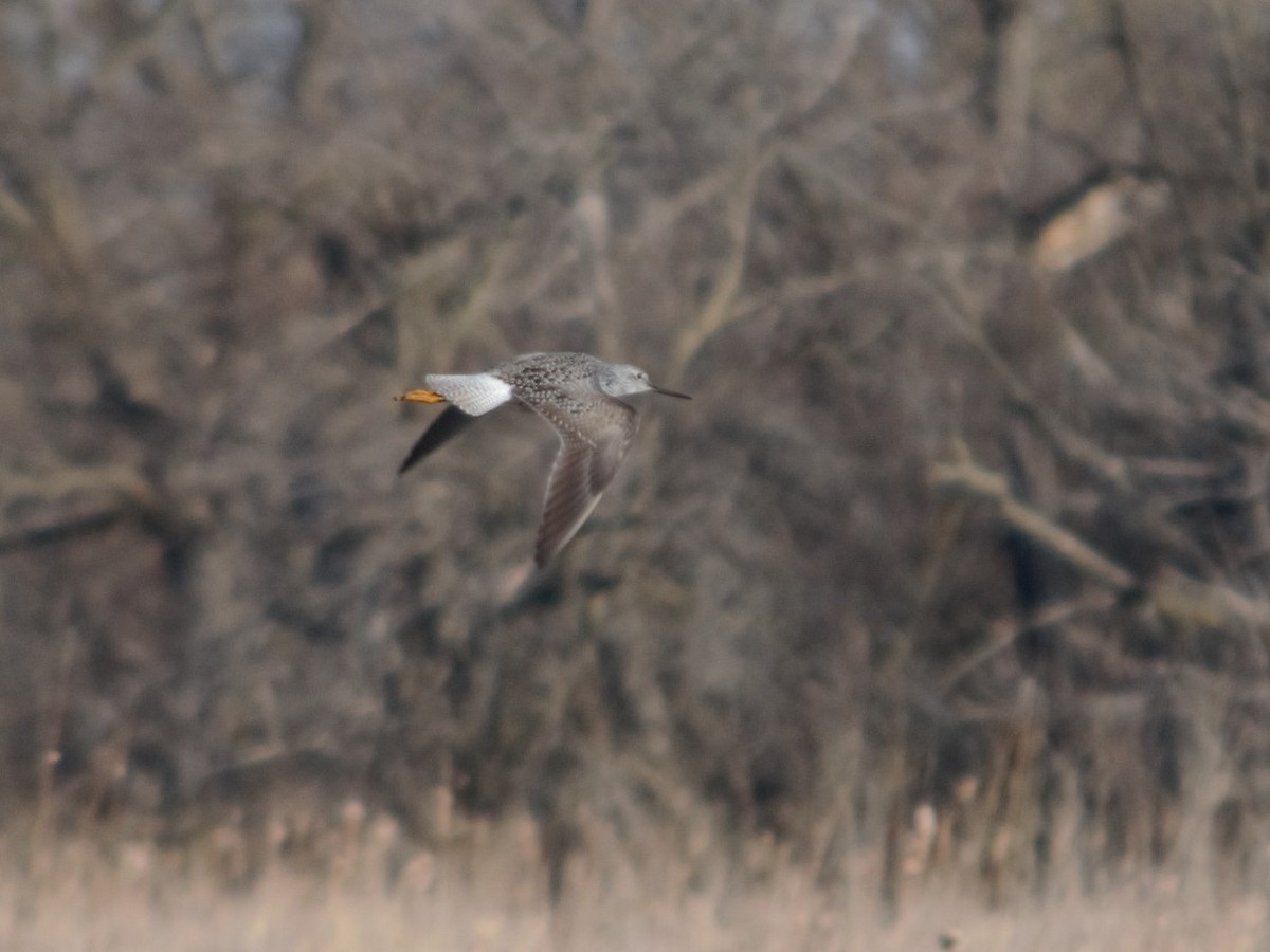 Greater Yellowlegs - ML221895531