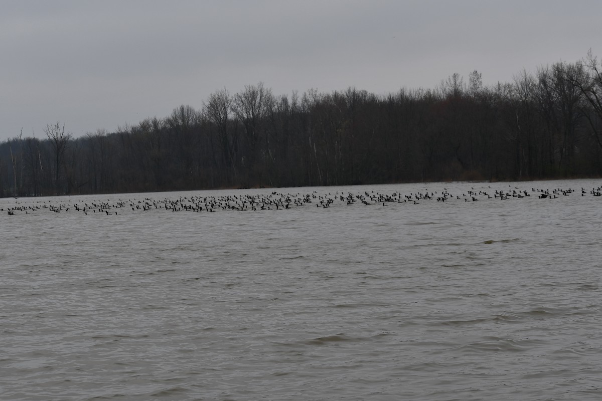 Double-crested Cormorant - ML221896201