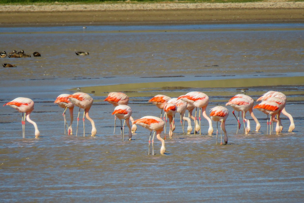 Şili Flamingosu - ML221897791