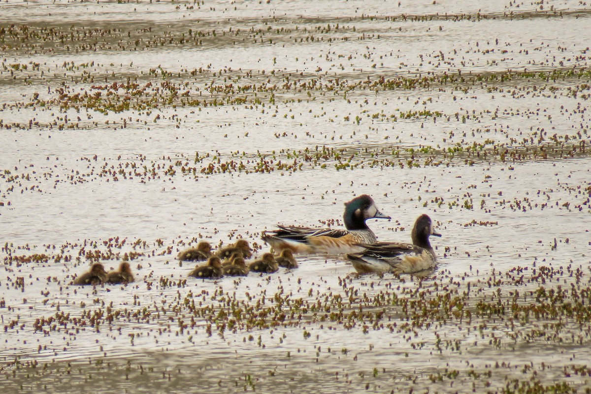 Chiloe Wigeon - ML221898421