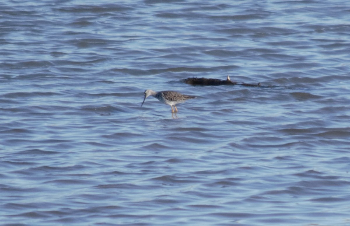 Greater Yellowlegs - ML221898751