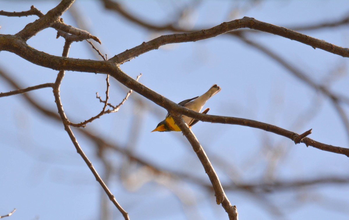 Northern Parula - Brian O'Connor