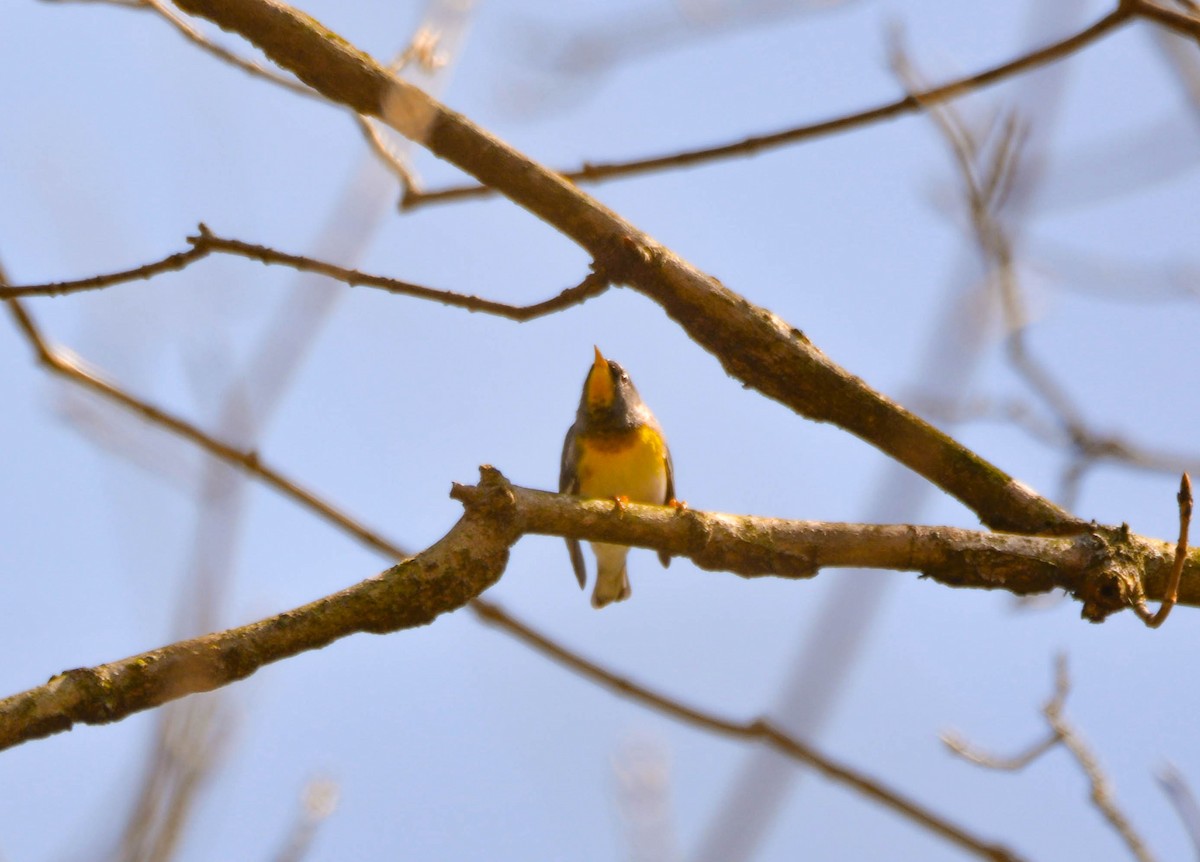 Northern Parula - Brian O'Connor