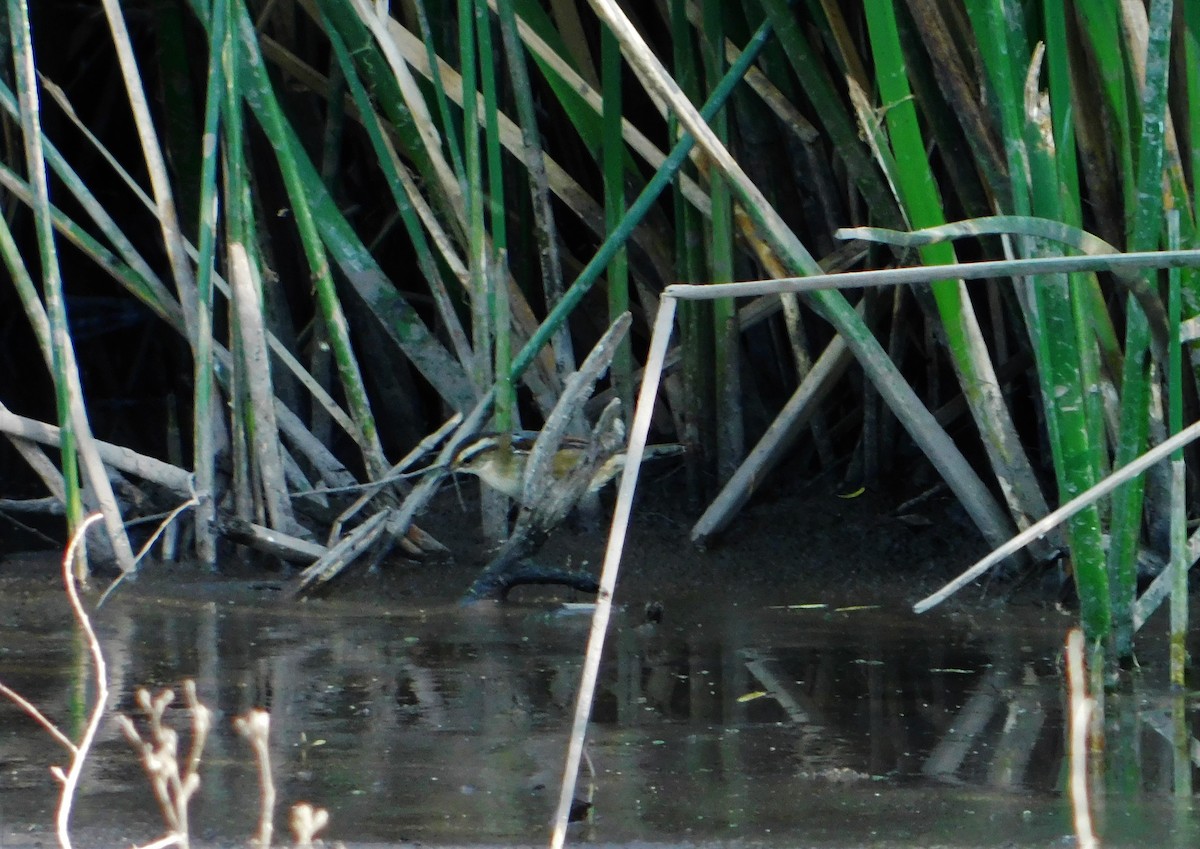 Wren-like Rushbird - Nicolás Bejarano