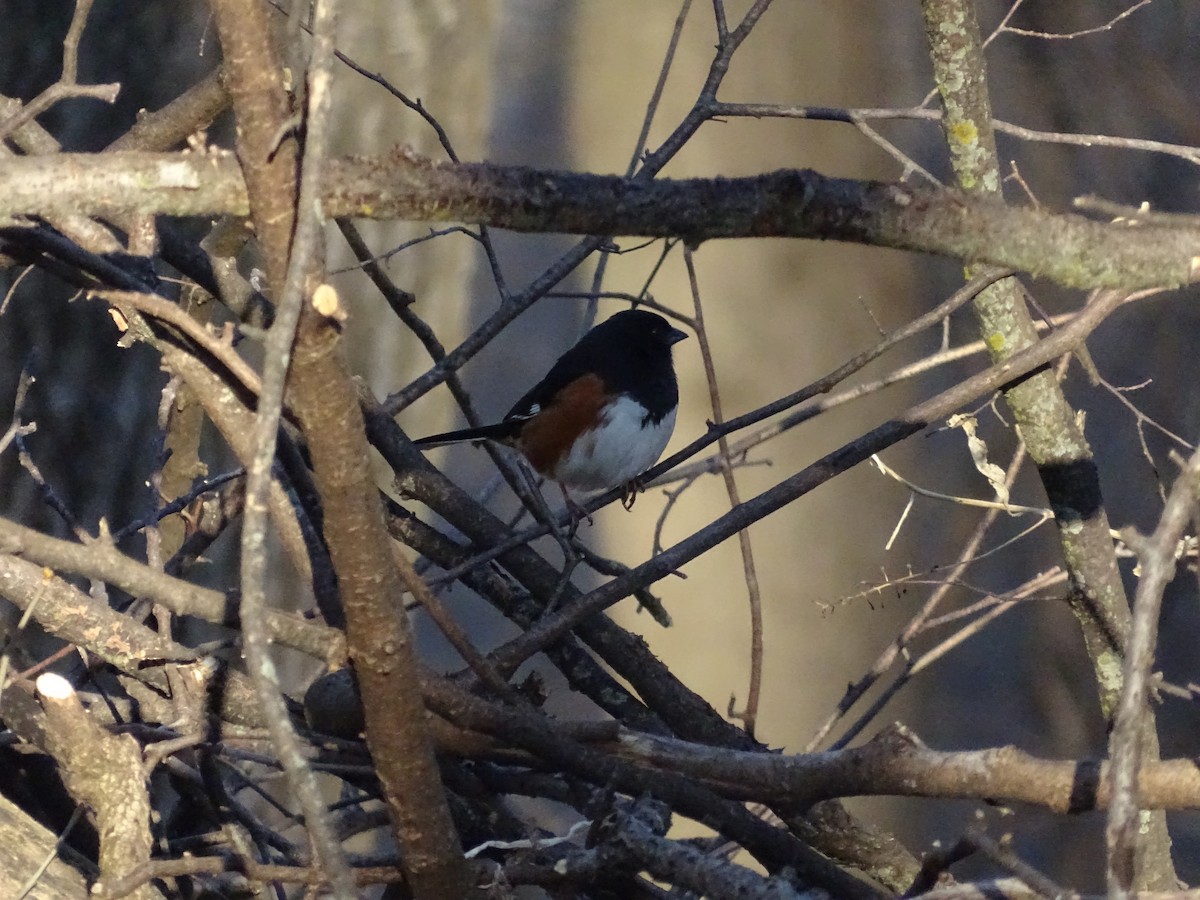 Eastern Towhee - Mike Roffman