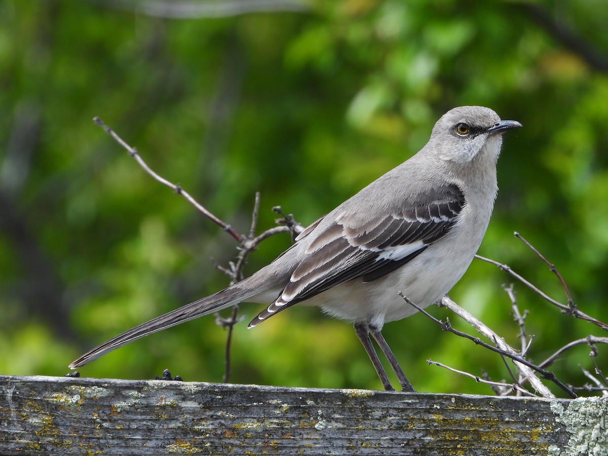 Northern Mockingbird - ML221901881