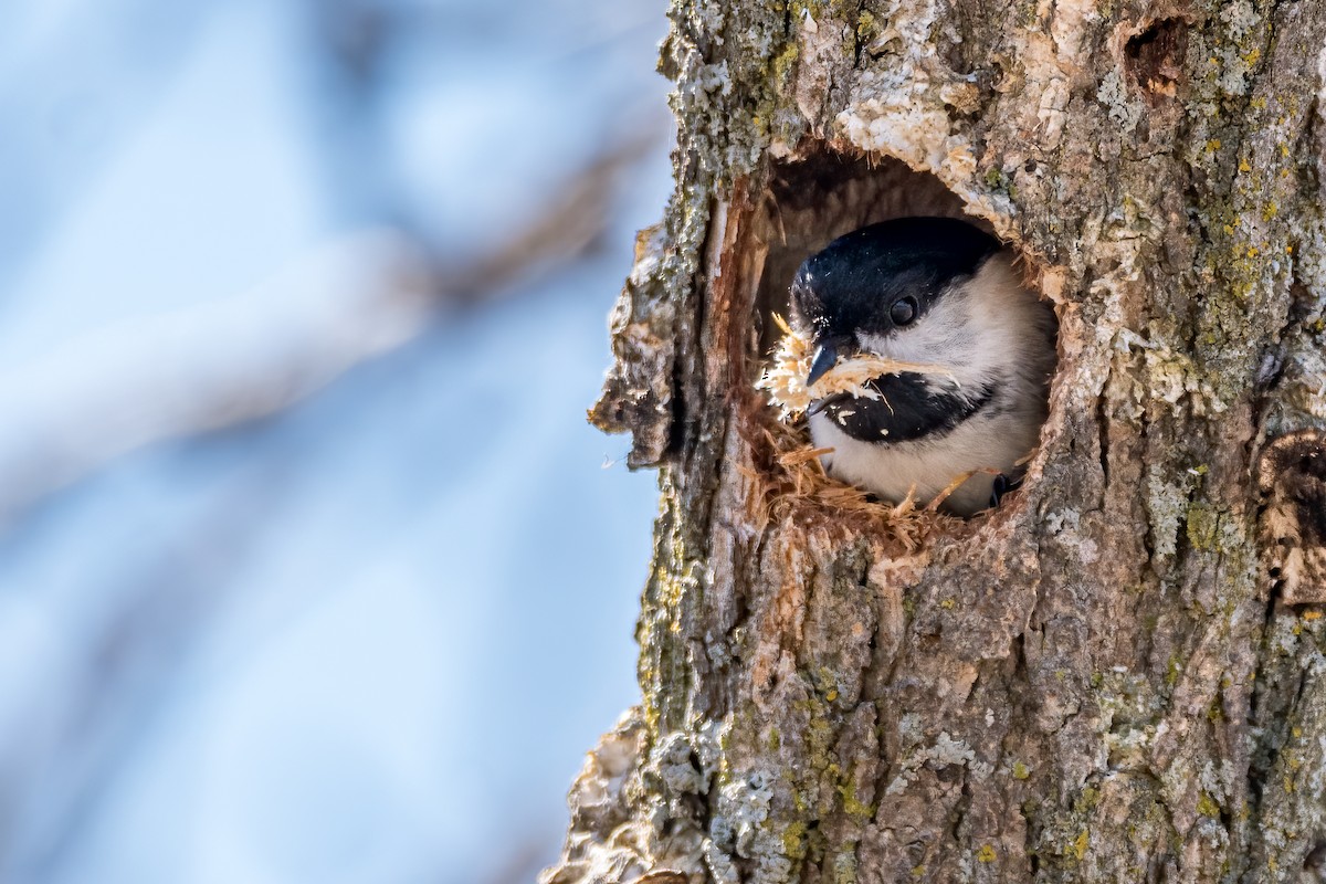 Black-capped Chickadee - Matt Saunders