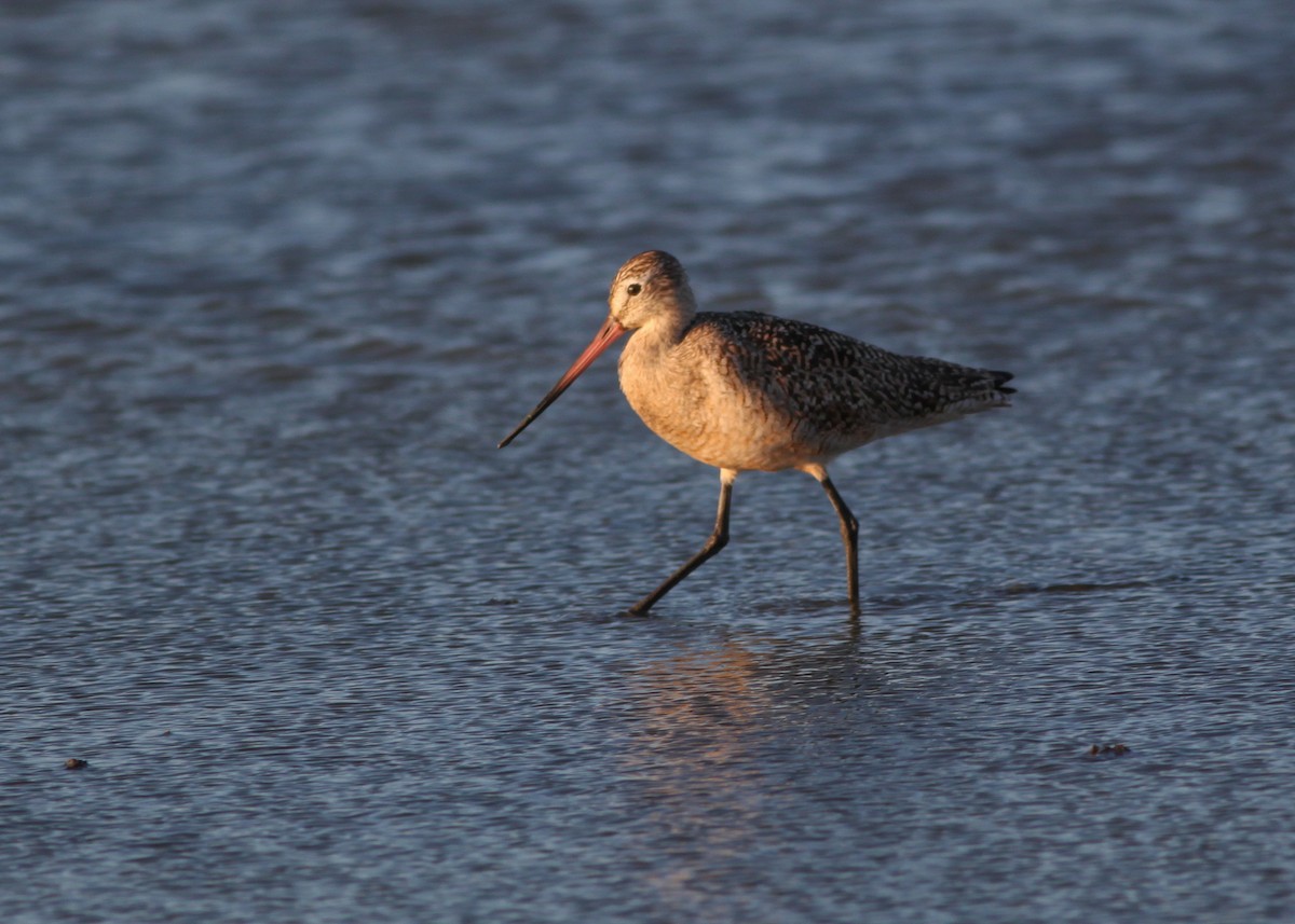 Marbled Godwit - ML221902761