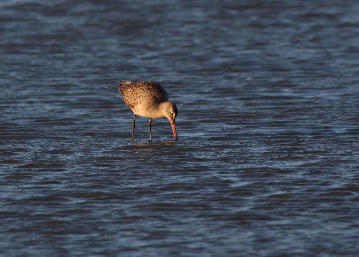 Marbled Godwit - ML221902781