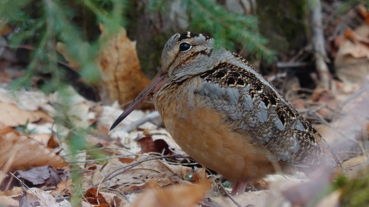 American Woodcock - ML221902921