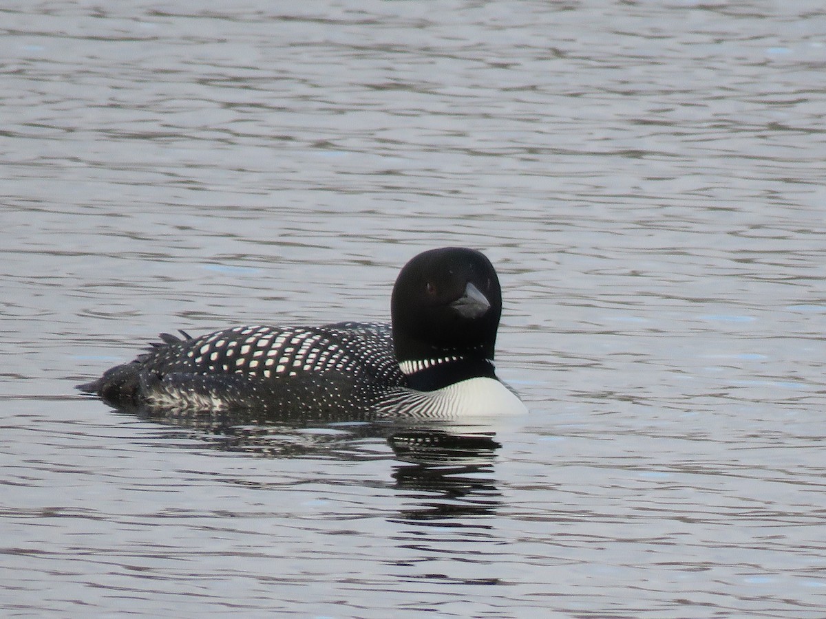 Common Loon - Mary Louise