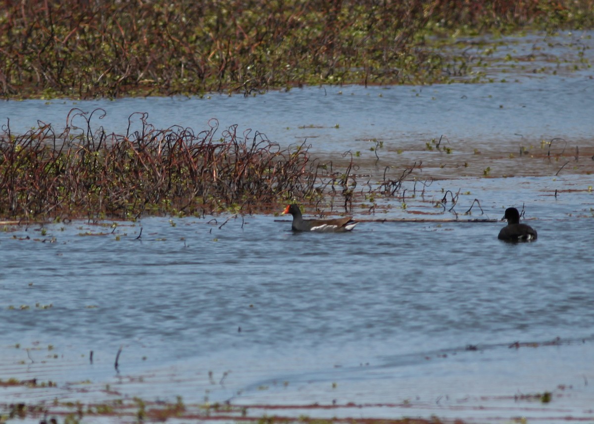 Gallinule d'Amérique - ML221904521