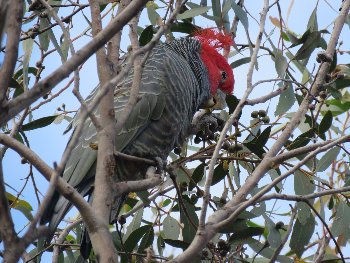 Gang-gang Cockatoo - ML221904581