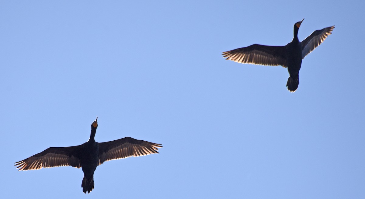 Double-crested Cormorant - Steven Mlodinow